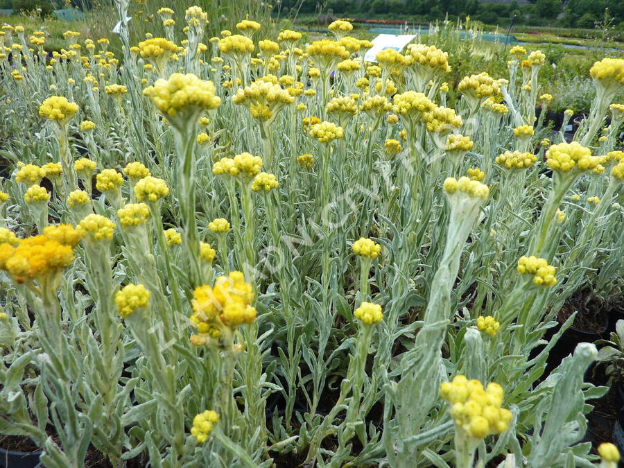Smil 'Goldkind' - Helichrysum thianshanicum 'Goldkind'