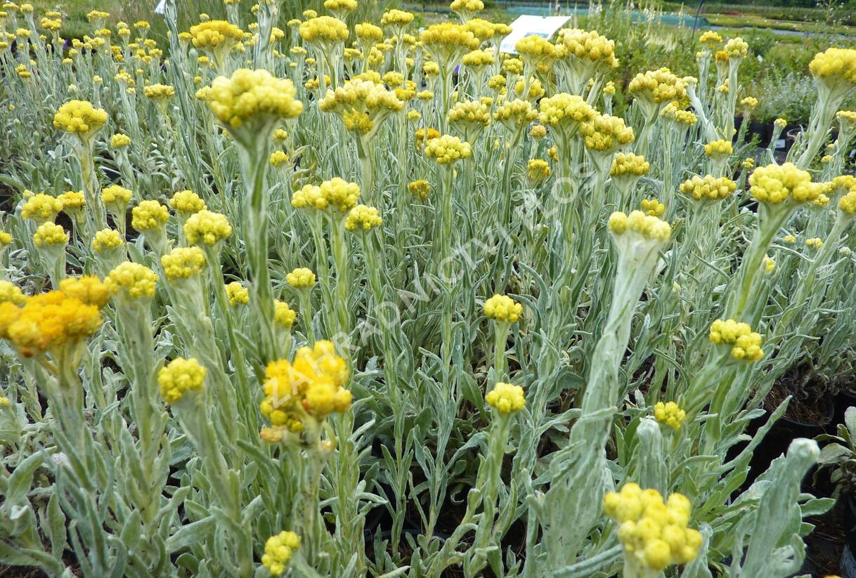 Smil 'Goldkind' - Helichrysum thianshanicum 'Goldkind'
