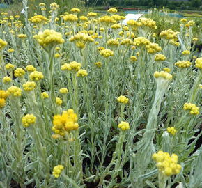 Smil 'Goldkind' - Helichrysum thianshanicum 'Goldkind'