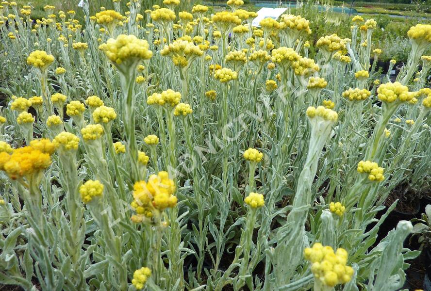 Smil 'Goldkind' - Helichrysum thianshanicum 'Goldkind'