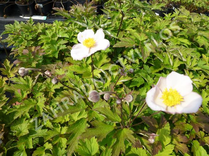 Sasanka hupejská 'Pink Saucer' - Anemone hupehensis 'Pink Saucer'