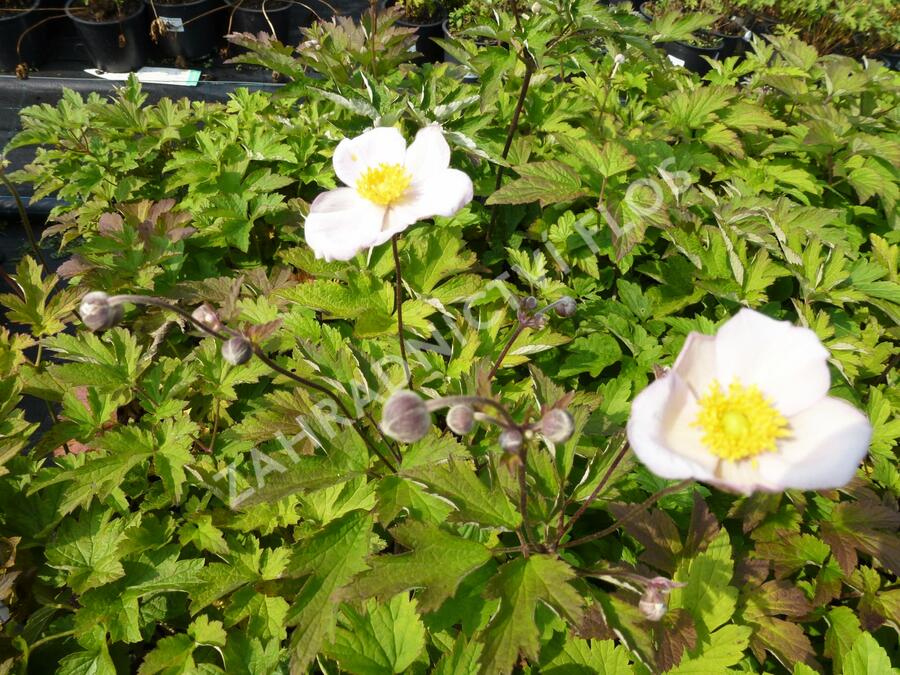 Sasanka hupejská 'Pink Saucer' - Anemone hupehensis 'Pink Saucer'