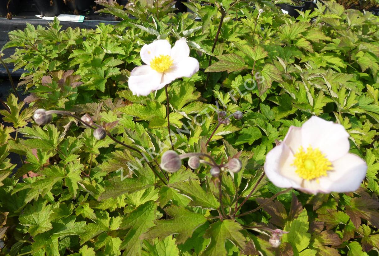 Sasanka hupejská 'Pink Saucer' - Anemone hupehensis 'Pink Saucer'