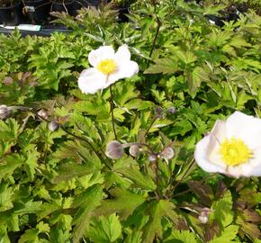 Sasanka hupejská  'Pink Saucer' - Anemone hupehensis 'Pink Saucer'