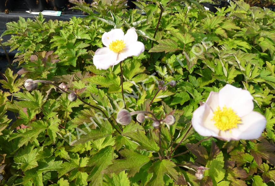 Sasanka hupejská 'Pink Saucer' - Anemone hupehensis 'Pink Saucer'
