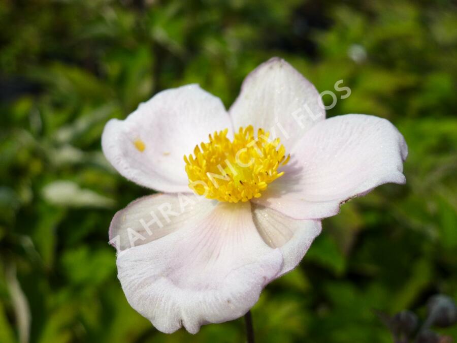 Sasanka hupejská 'Pink Saucer' - Anemone hupehensis 'Pink Saucer'