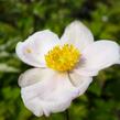 Sasanka hupejská  'Pink Saucer' - Anemone hupehensis 'Pink Saucer'