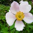 Sasanka hupejská 'Pink Saucer' - Anemone hupehensis 'Pink Saucer'