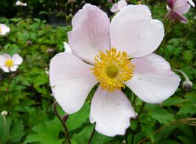 Sasanka hupejská 'Pink Saucer' - Anemone hupehensis 'Pink Saucer'