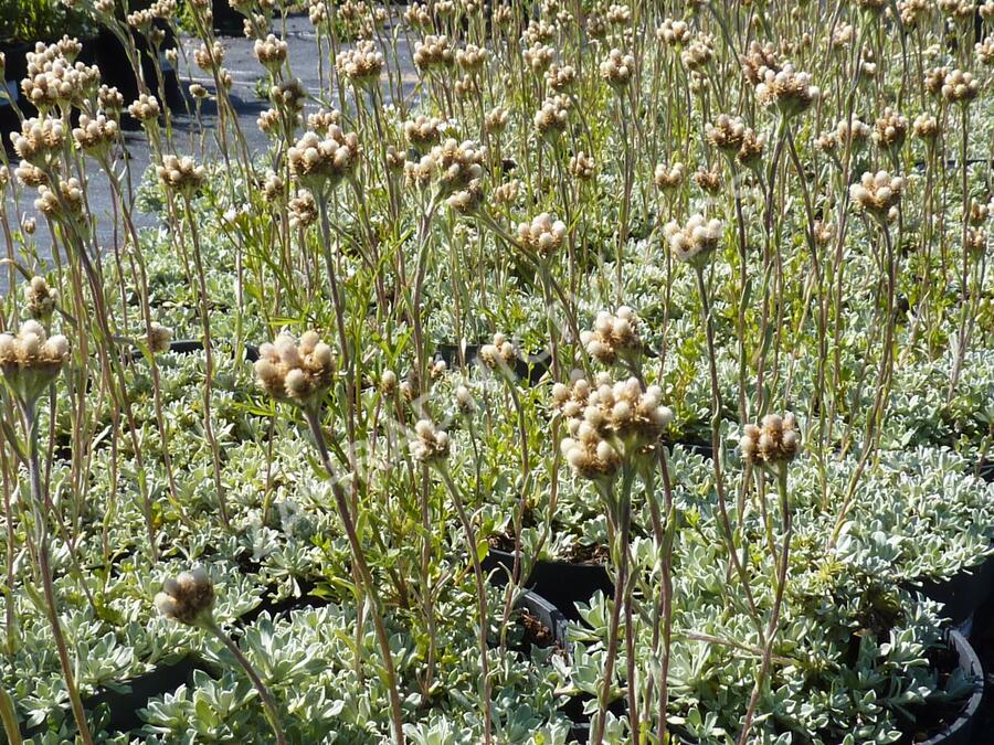 Plesnivka - Anaphalis alpicola