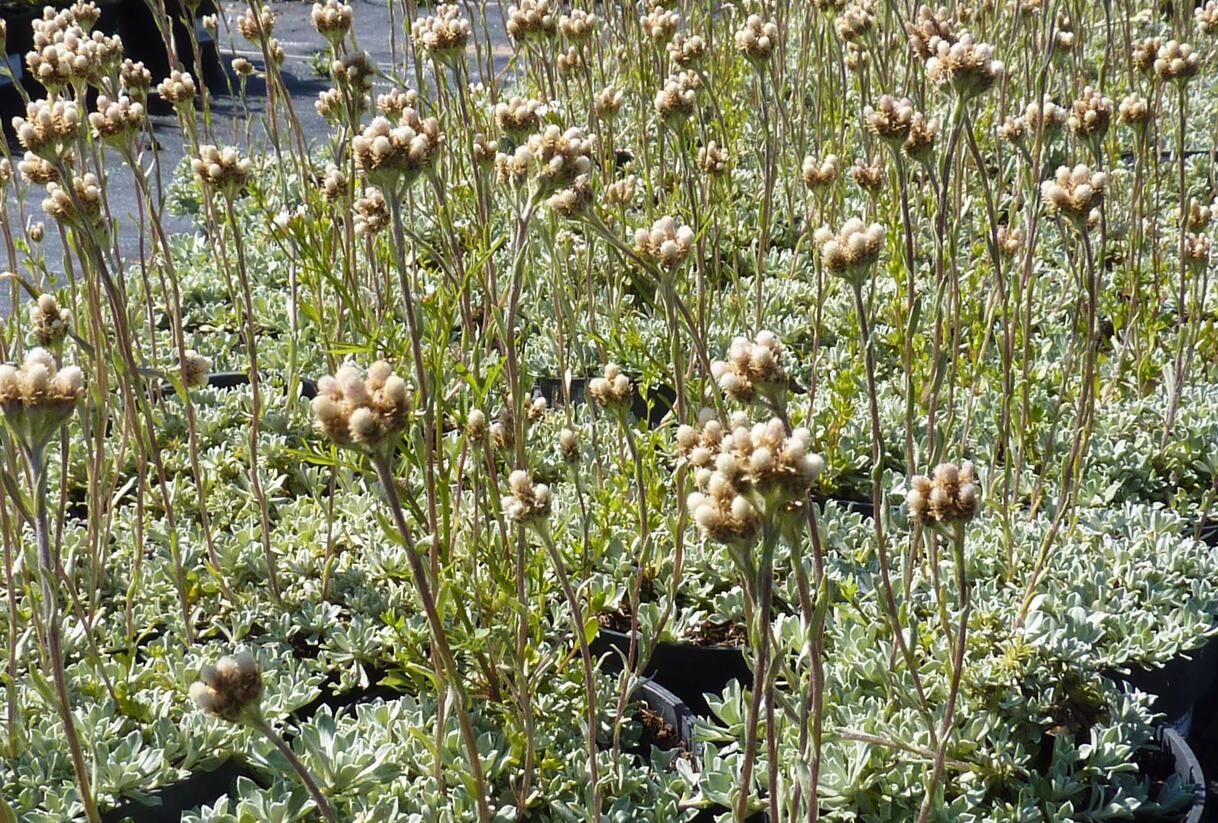 Plesnivka - Anaphalis alpicola