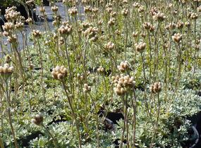 Plesnivka - Anaphalis alpicola