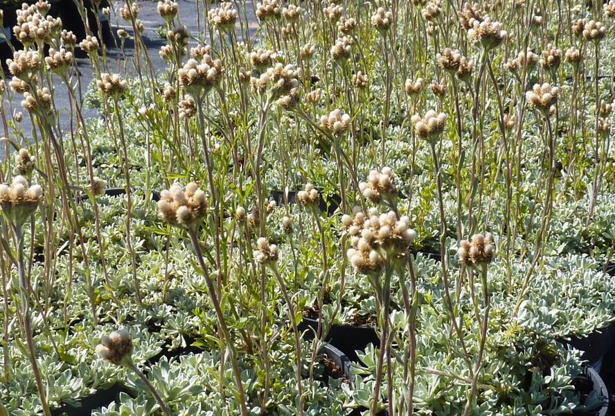 Plesnivka - Anaphalis alpicola