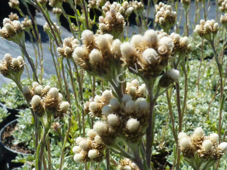 Plesnivka - Anaphalis alpicola