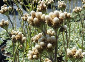 Plesnivka - Anaphalis alpicola