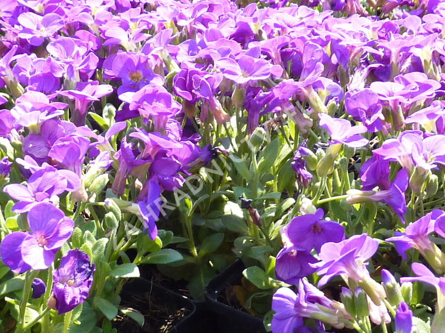 Tařička kosníkovitá 'Chianti' - Aubrieta deltoides 'Chianti'