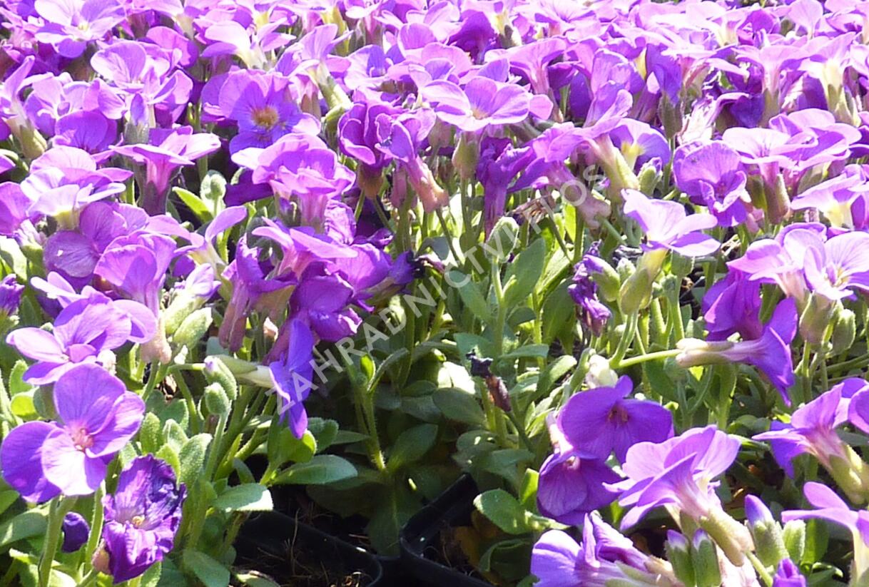 Tařička kosníkovitá 'Chianti' - Aubrieta deltoides 'Chianti'