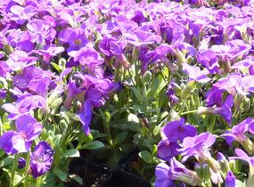 Tařička kosníkovitá 'Chianti' - Aubrieta deltoides 'Chianti'