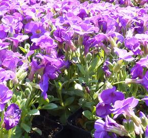 Tařička kosníkovitá 'Chianti' - Aubrieta deltoides 'Chianti'