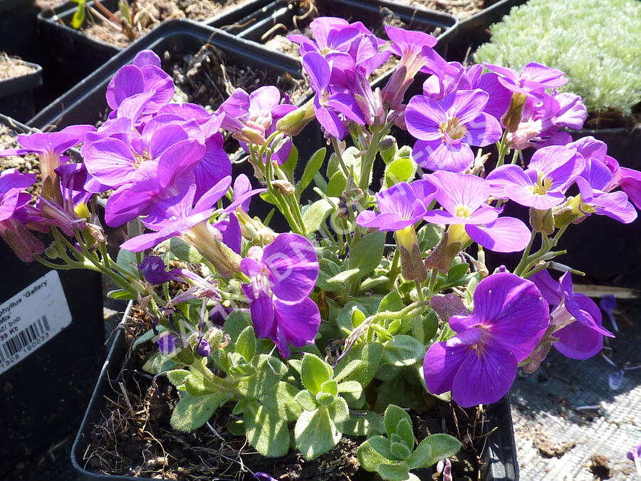 Tařička kosníkovitá 'Chianti' - Aubrieta deltoides 'Chianti'