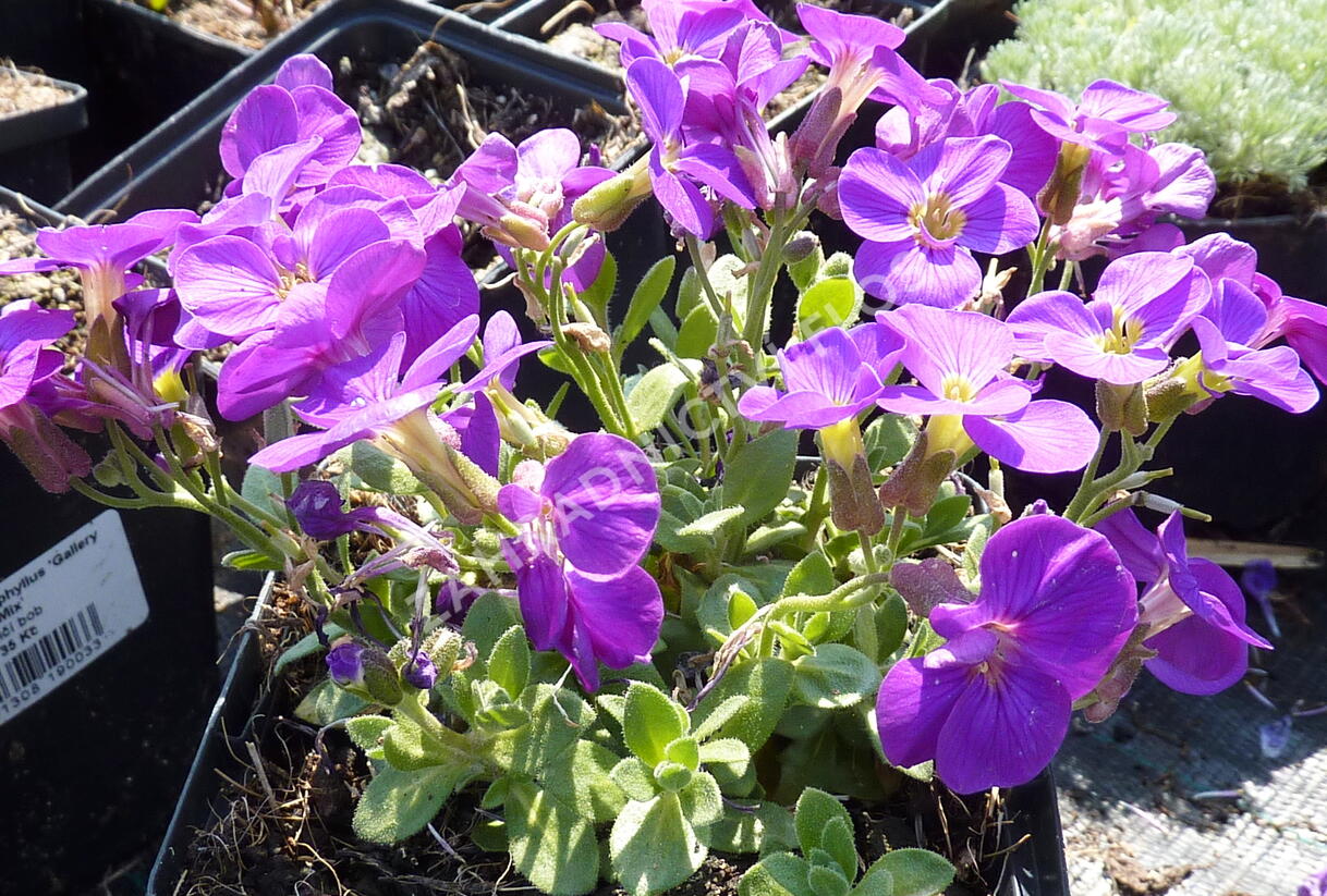 Tařička kosníkovitá 'Chianti' - Aubrieta deltoides 'Chianti'