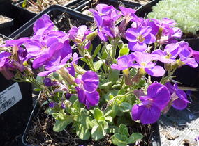 Tařička kosníkovitá 'Chianti' - Aubrieta deltoides 'Chianti'