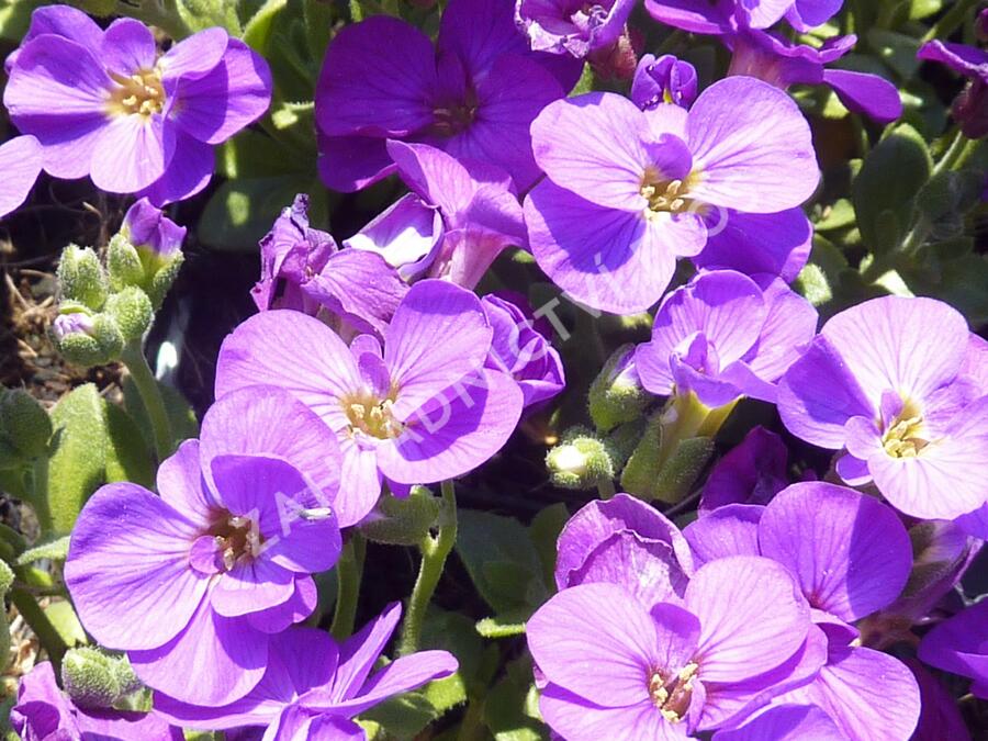 Tařička kosníkovitá 'Chianti' - Aubrieta deltoides 'Chianti'
