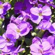 Tařička kosníkovitá 'Chianti' - Aubrieta deltoides 'Chianti'