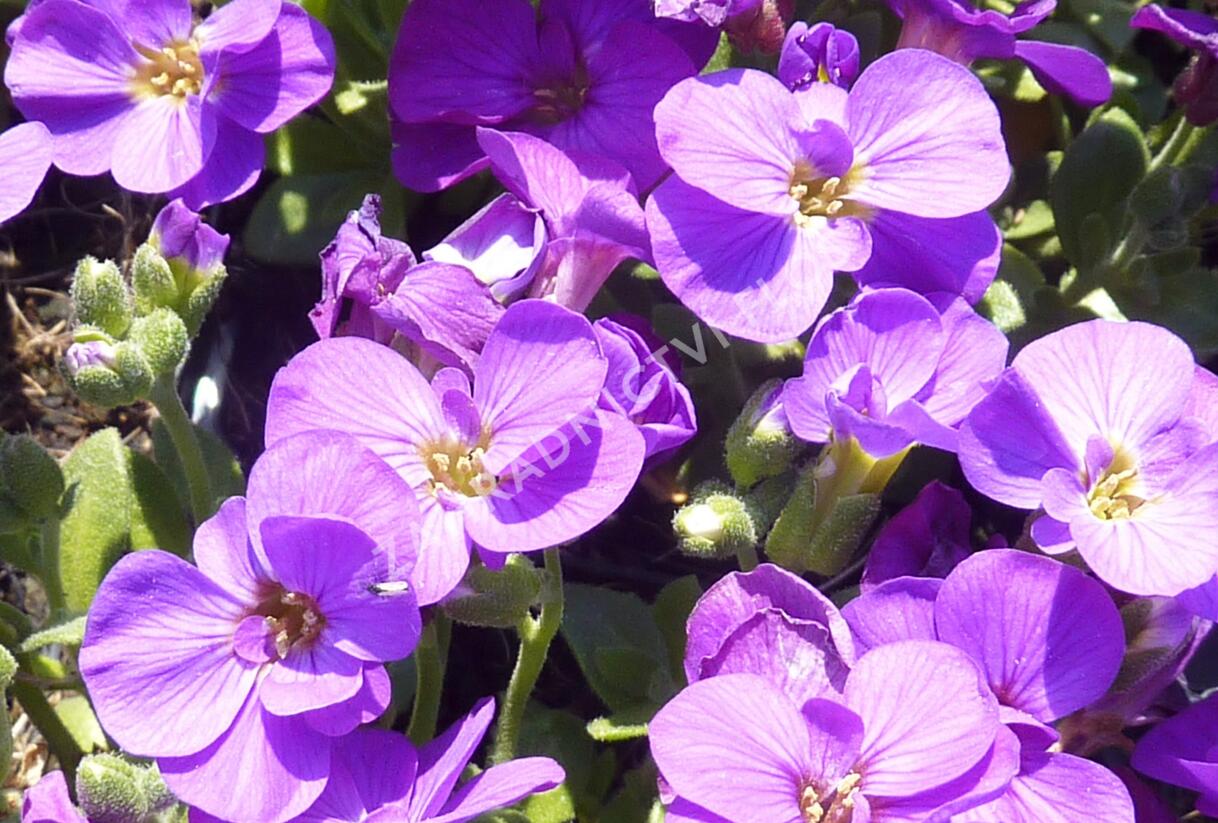Tařička kosníkovitá 'Chianti' - Aubrieta deltoides 'Chianti'