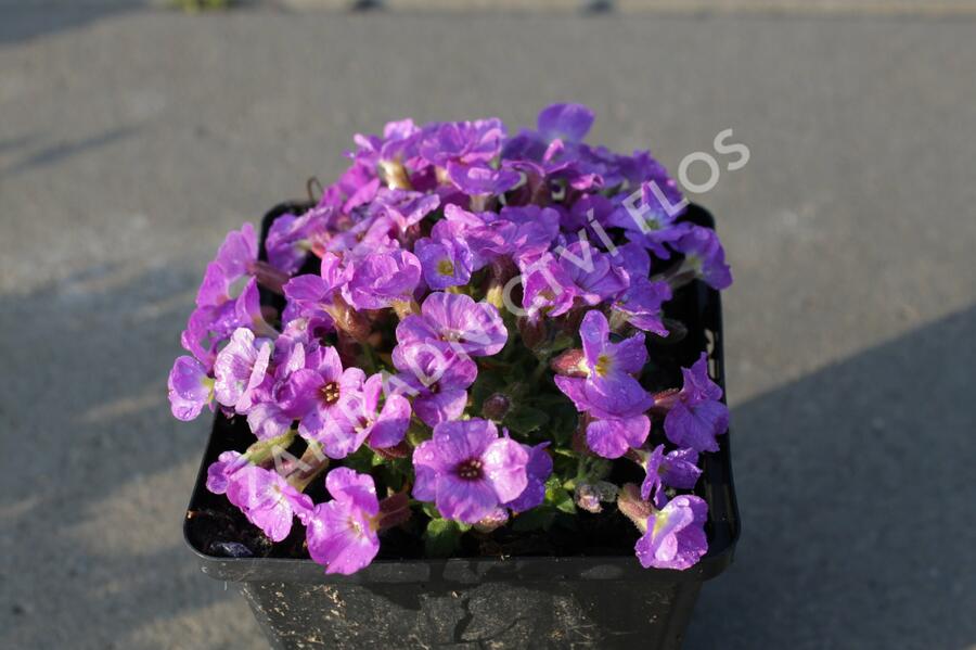 Tařička kosníkovitá 'Axcent Violet with Eye' - Aubrieta deltoides 'Axcent Violet with Eye'