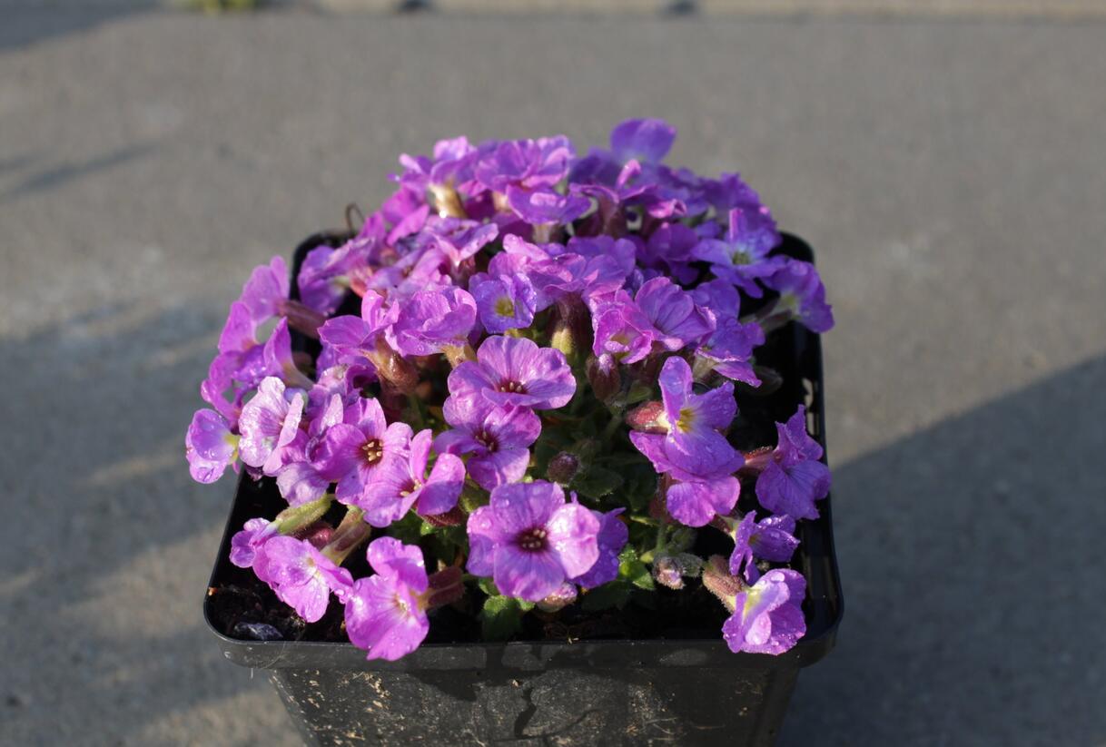 Tařička kosníkovitá 'Axcent Violet with Eye' - Aubrieta deltoides 'Axcent Violet with Eye'
