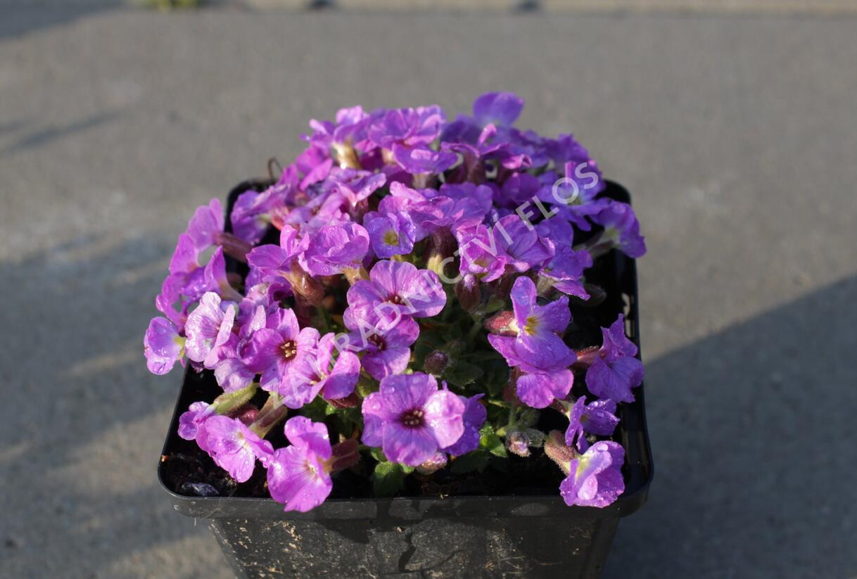 Tařička kosníkovitá 'Axcent Violet with Eye' - Aubrieta deltoides 'Axcent Violet with Eye'