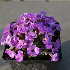 Tařička kosníkovitá 'Axcent Violet with Eye' - Aubrieta deltoides 'Axcent Violet with Eye'