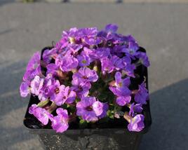 Tařička kosníkovitá 'Axcent Violet with Eye'