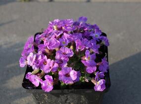 Tařička kosníkovitá 'Axcent Violet with Eye' - Aubrieta deltoides 'Axcent Violet with Eye'