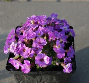 Tařička kosníkovitá 'Axcent Violet with Eye' - Aubrieta deltoides 'Axcent Violet with Eye'