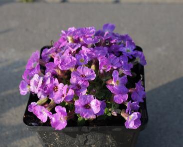 Tařička kosníkovitá 'Axcent Violet with Eye'