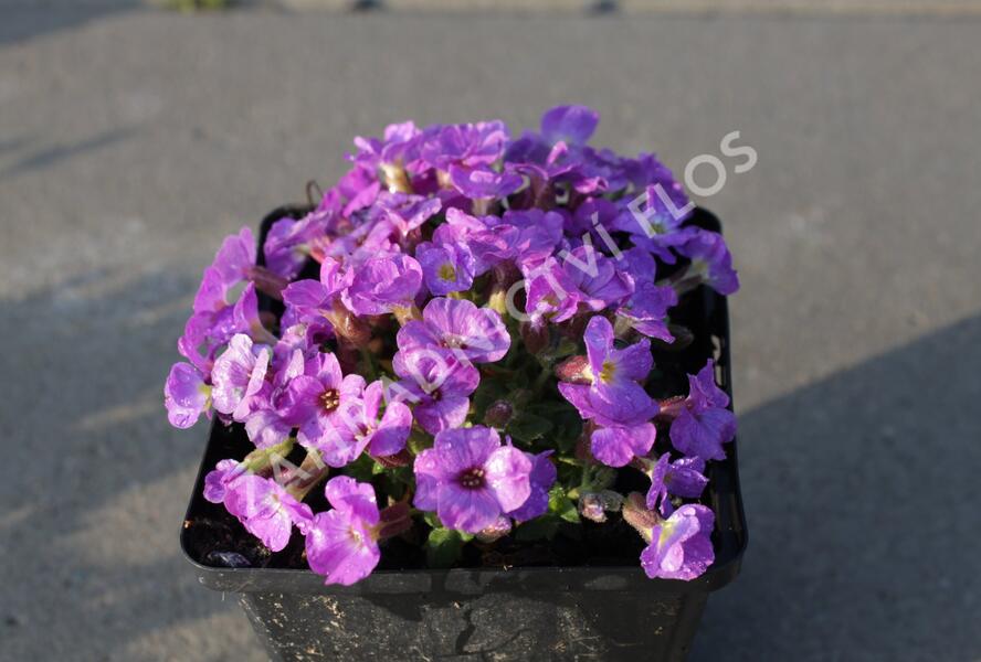 Tařička kosníkovitá 'Axcent Violet with Eye' - Aubrieta deltoides 'Axcent Violet with Eye'
