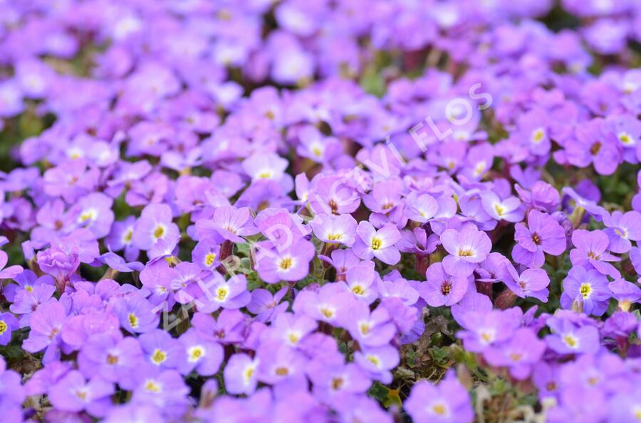 Tařička kosníkovitá 'Axcent Violet with Eye' - Aubrieta deltoides 'Axcent Violet with Eye'