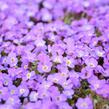 Tařička kosníkovitá 'Axcent Violet with Eye' - Aubrieta deltoides 'Axcent Violet with Eye'