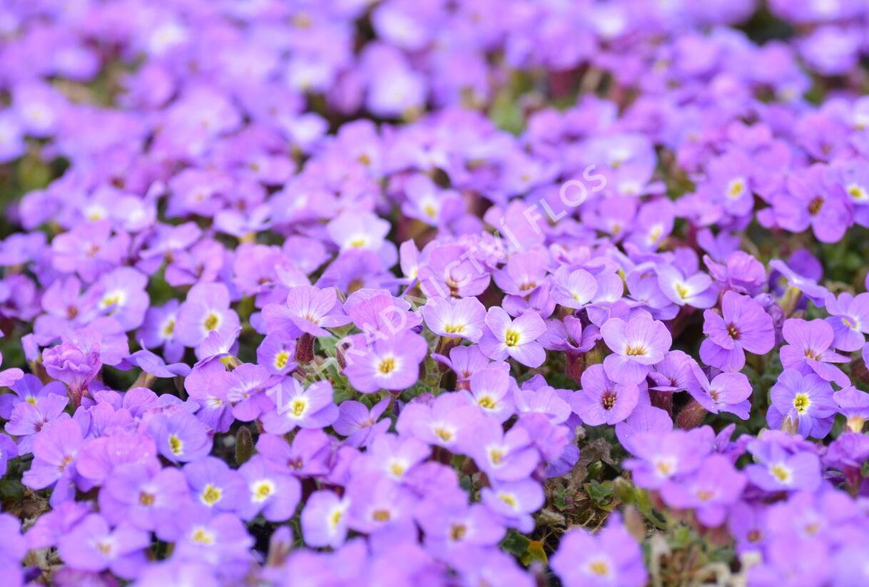 Tařička kosníkovitá 'Axcent Violet with Eye' - Aubrieta deltoides 'Axcent Violet with Eye'