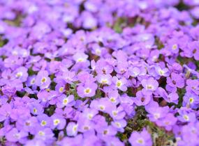 Tařička kosníkovitá 'Axcent Violet with Eye' - Aubrieta deltoides 'Axcent Violet with Eye'