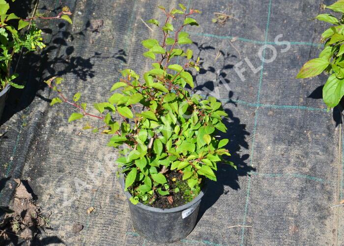 Slivoň vyříznutá 'Midori-zakura' - Prunus incisa 'Midori-zakura'