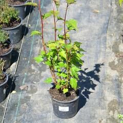 Neillovka příbuzná - Neillia affinis