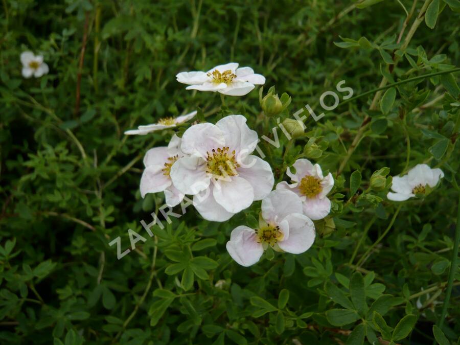 Mochna křovitá 'Pink Queen' - Potentilla fruticosa 'Pink Queen'