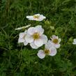 Mochna křovitá 'Pink Queen' - Potentilla fruticosa 'Pink Queen'