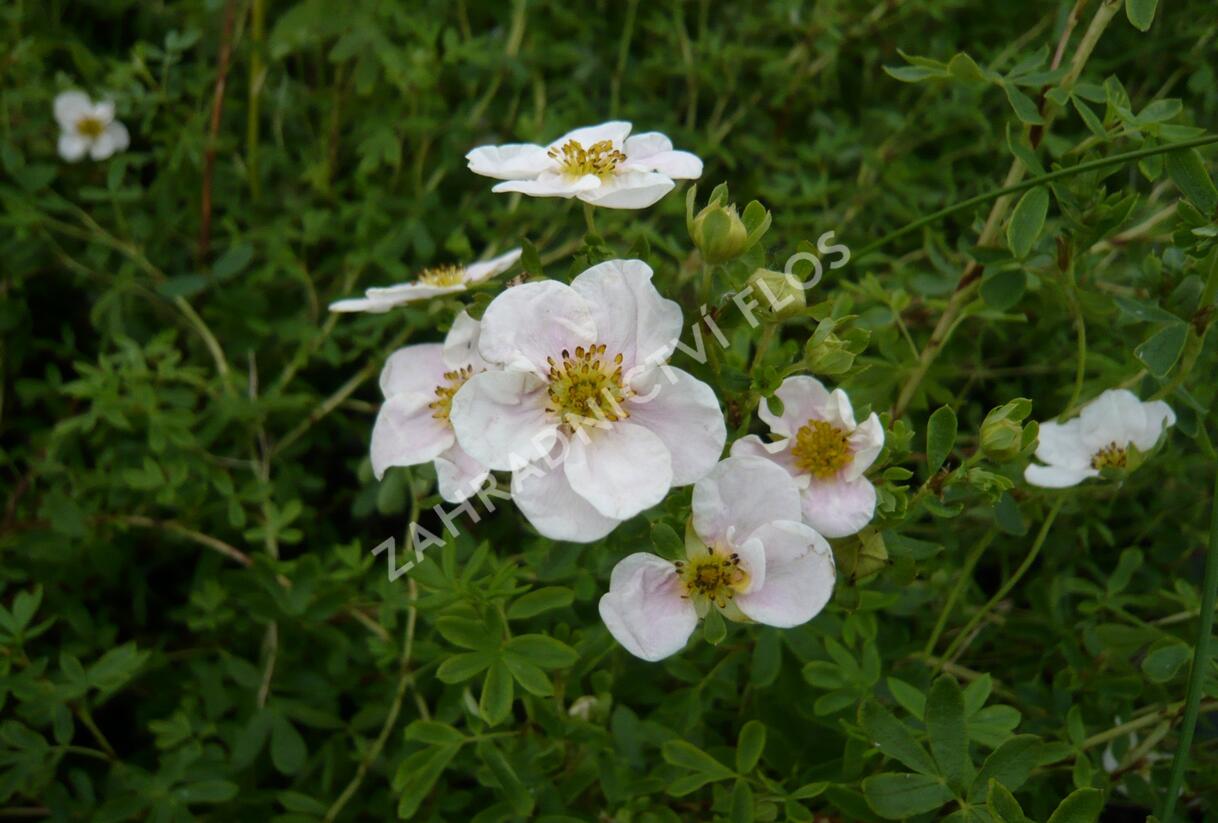 Mochna křovitá 'Pink Queen' - Potentilla fruticosa 'Pink Queen'