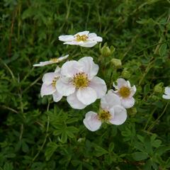 Mochna křovitá 'Pink Queen' - Potentilla fruticosa 'Pink Queen'