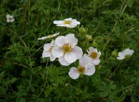 Mochna křovitá 'Pink Queen' - Potentilla fruticosa 'Pink Queen'