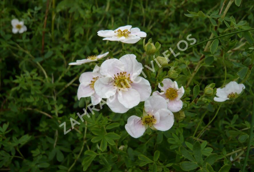Mochna křovitá 'Pink Queen' - Potentilla fruticosa 'Pink Queen'